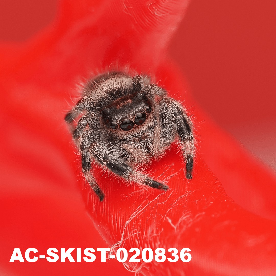 Royal (Phidippus regius) AC - SKIST - 020836 - Arthropods Canada