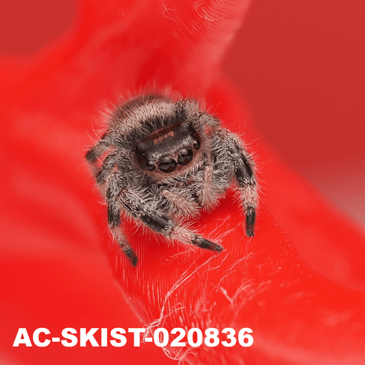 Royal (Phidippus regius) AC - SKIST - 020836 - Arthropods Canada