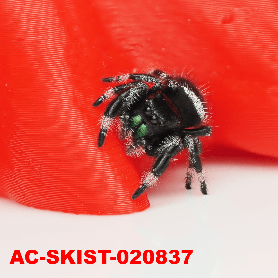 Royal (Phidippus regius) AC - SKIST - 020837 - Arthropods Canada