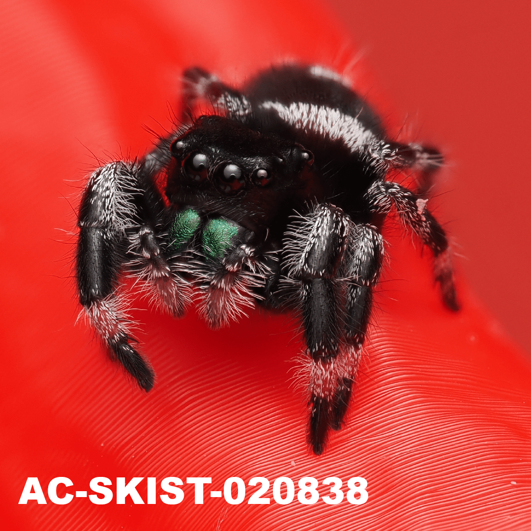 Royal (Phidippus regius) AC - SKIST - 020838 - Arthropods Canada