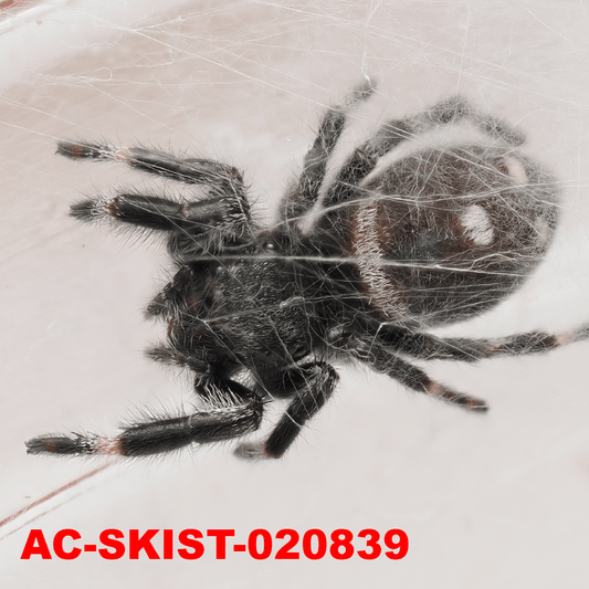 Royal (Phidippus regius) AC - SKIST - 020839 - Arthropods Canada