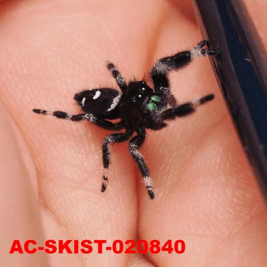 Royal (Phidippus regius) AC - SKIST - 020840 - Arthropods Canada