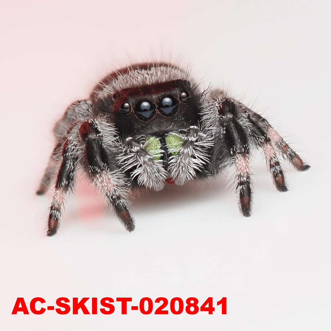 Royal (Phidippus regius) AC - SKIST - 020841 - Arthropods Canada