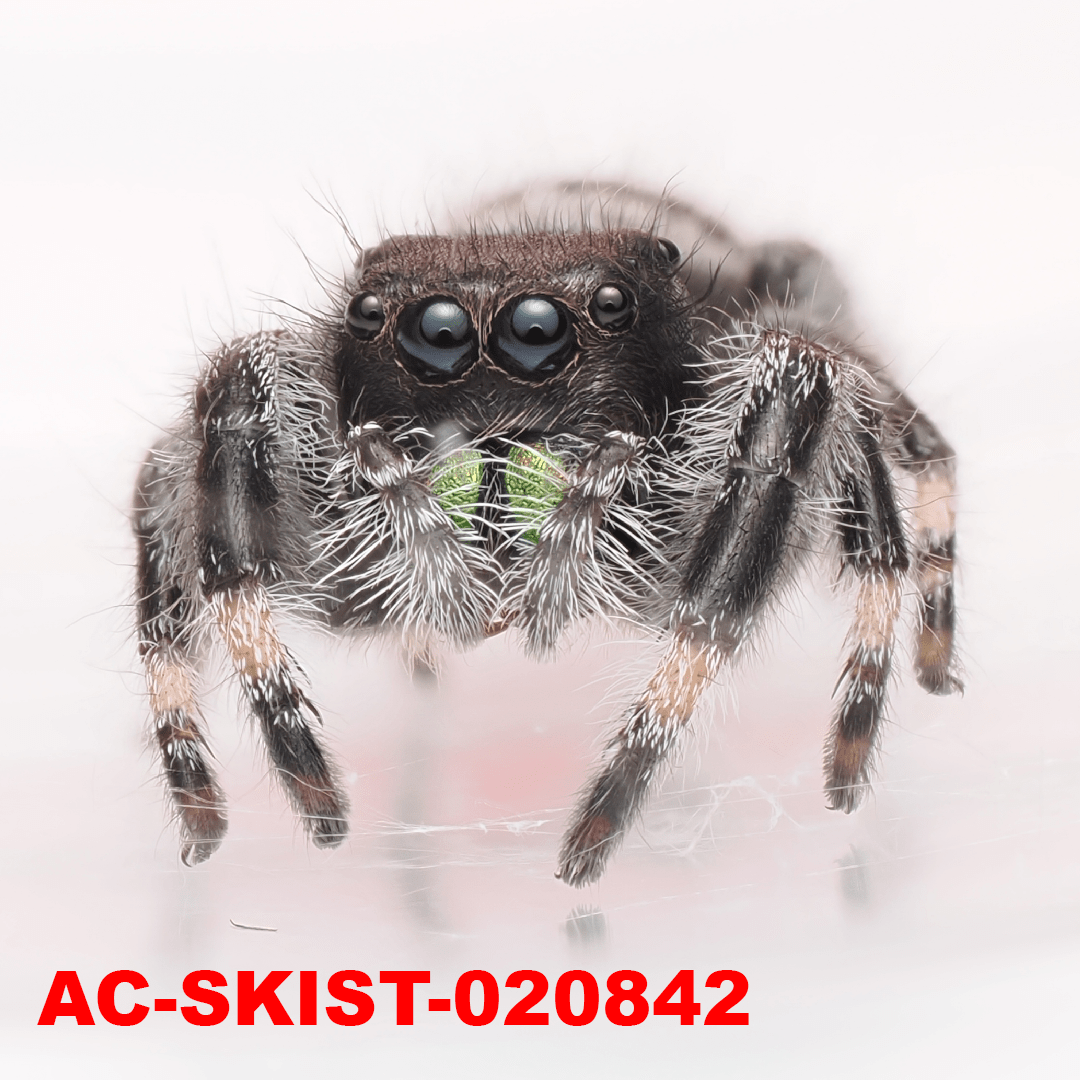 Royal (Phidippus regius) AC - SKIST - 020842 - Arthropods Canada