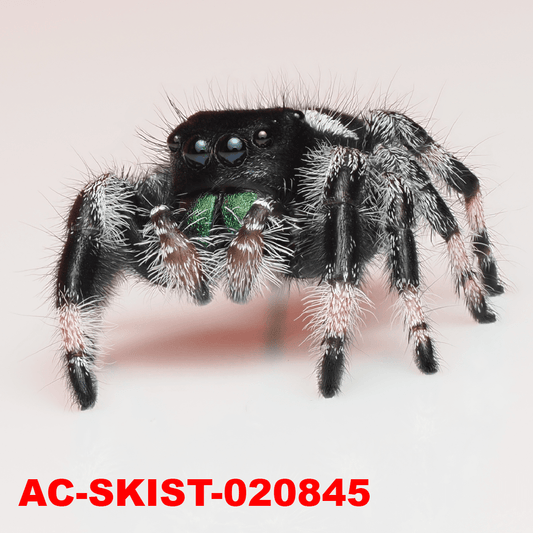 Royal (Phidippus regius) AC - SKIST - 020844 - Arthropods Canada
