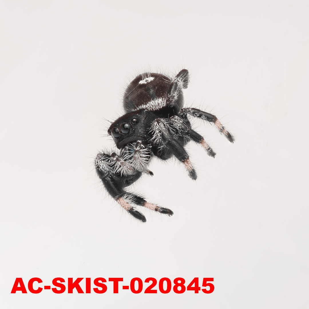Royal (Phidippus regius) AC - SKIST - 020845 - Arthropods Canada