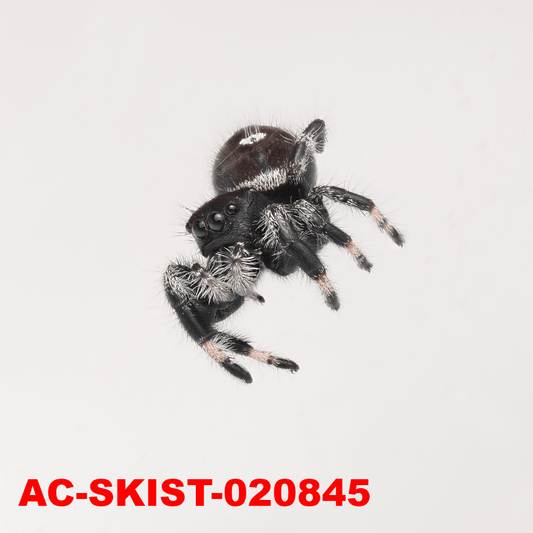 Royal (Phidippus regius) AC - SKIST - 020845 - Arthropods Canada