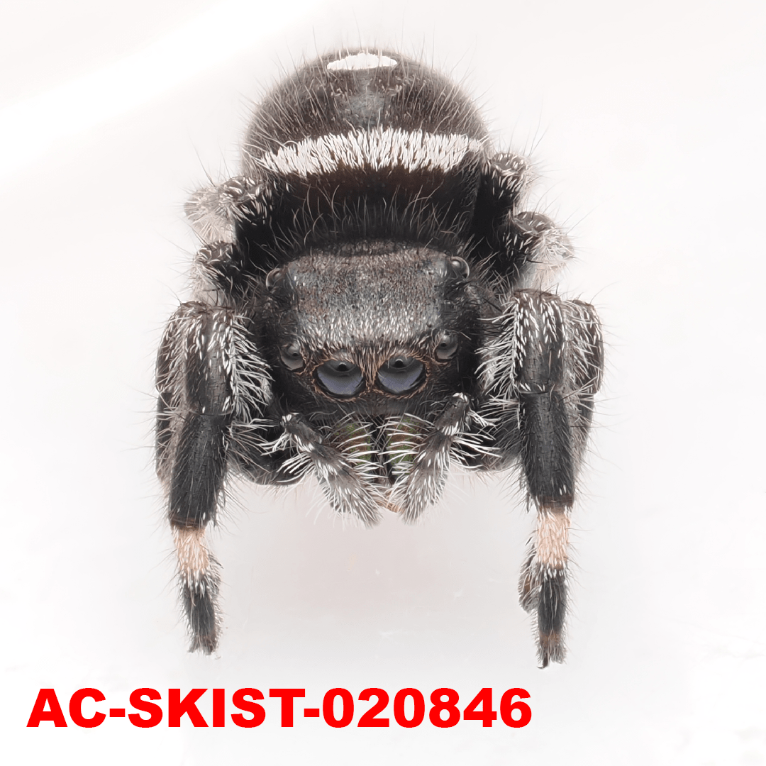 Royal (Phidippus regius) AC - SKIST - 020846 - Arthropods Canada