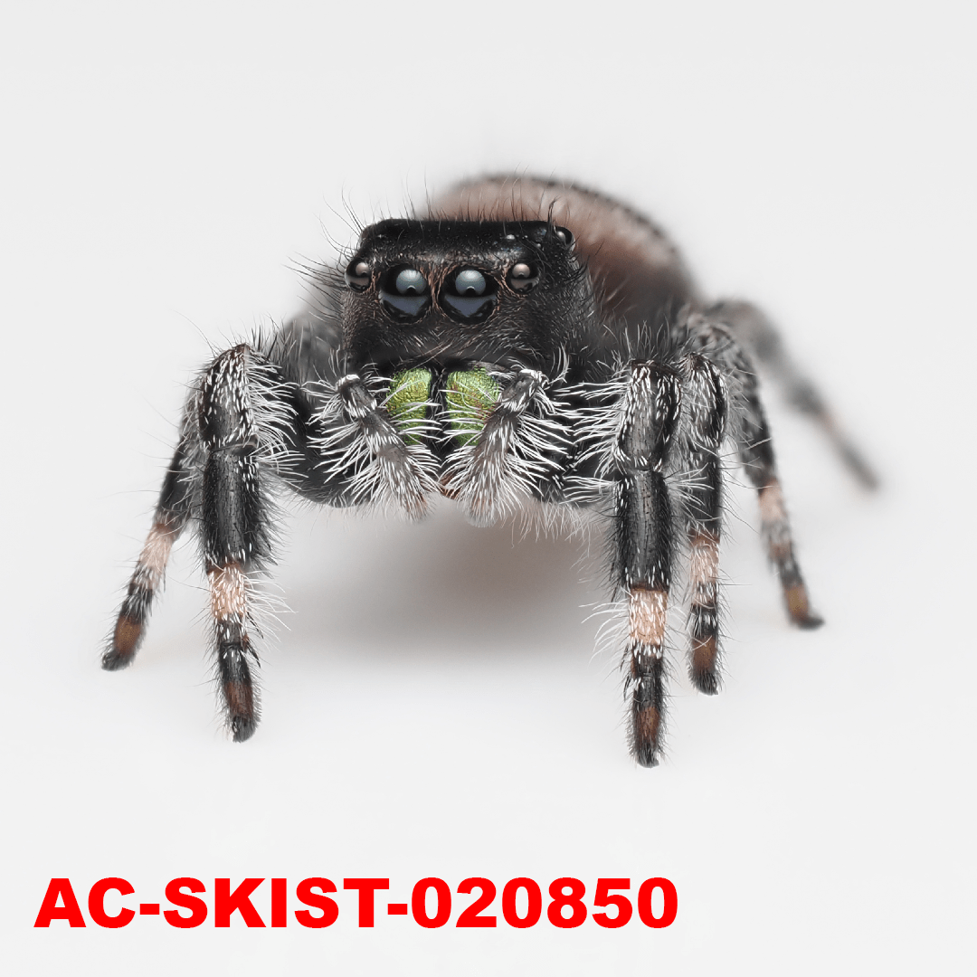Royal (Phidippus regius) AC - SKIST - 020850 - Arthropods Canada