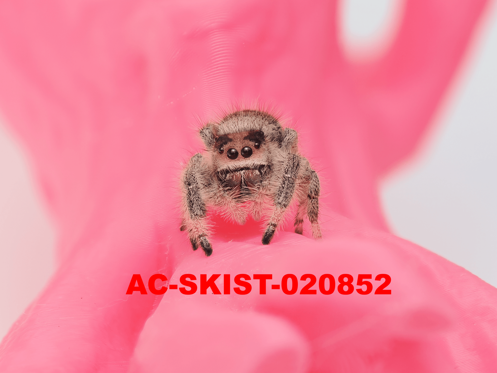 Royal (Phidippus regius) AC - SKIST - 020852 - Arthropods Canada