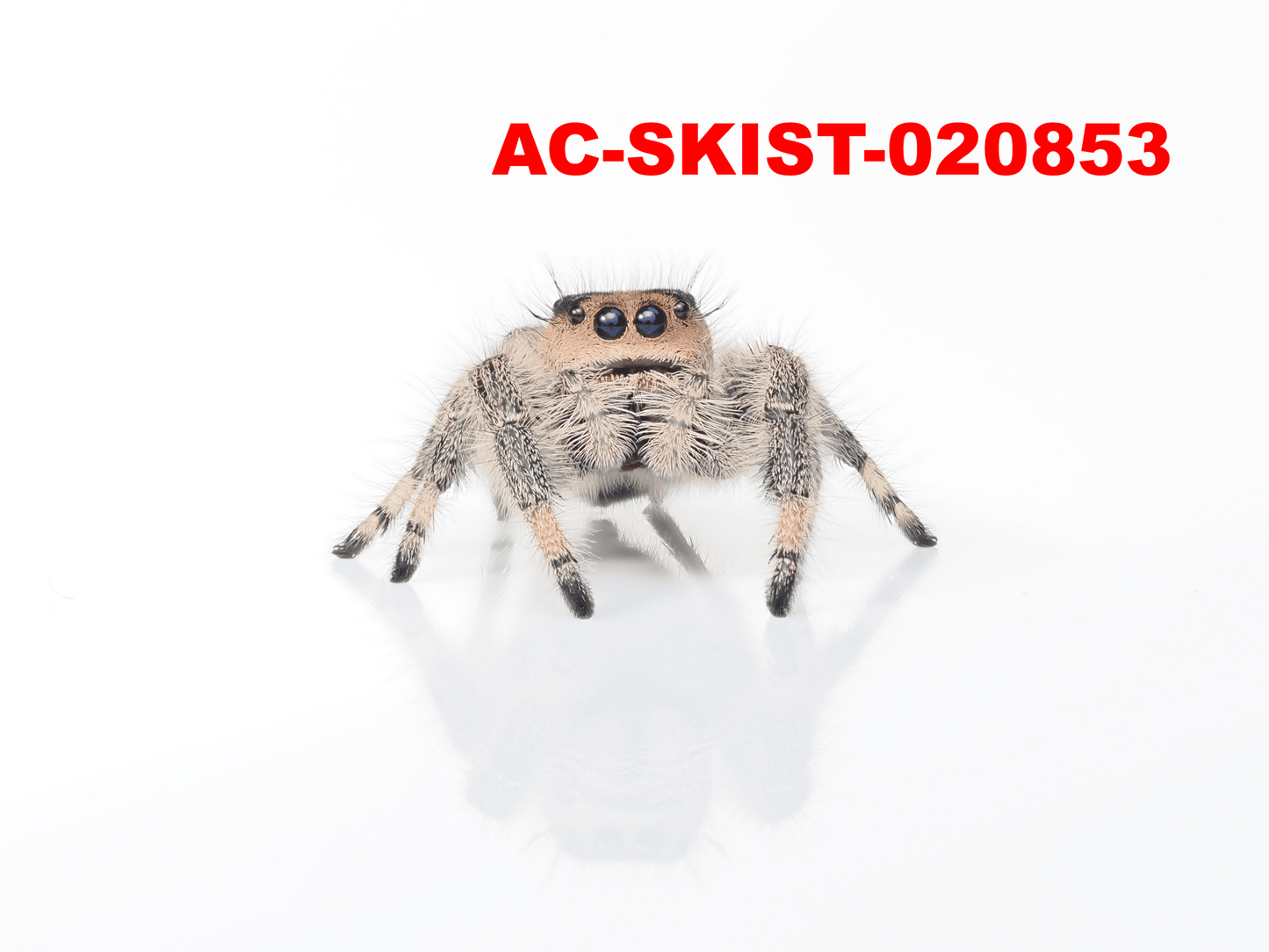 Royal (Phidippus regius) AC - SKIST - 020853 - Arthropods Canada