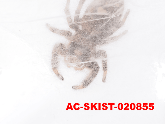 Royal (Phidippus regius) AC - SKIST - 020855 - Arthropods Canada