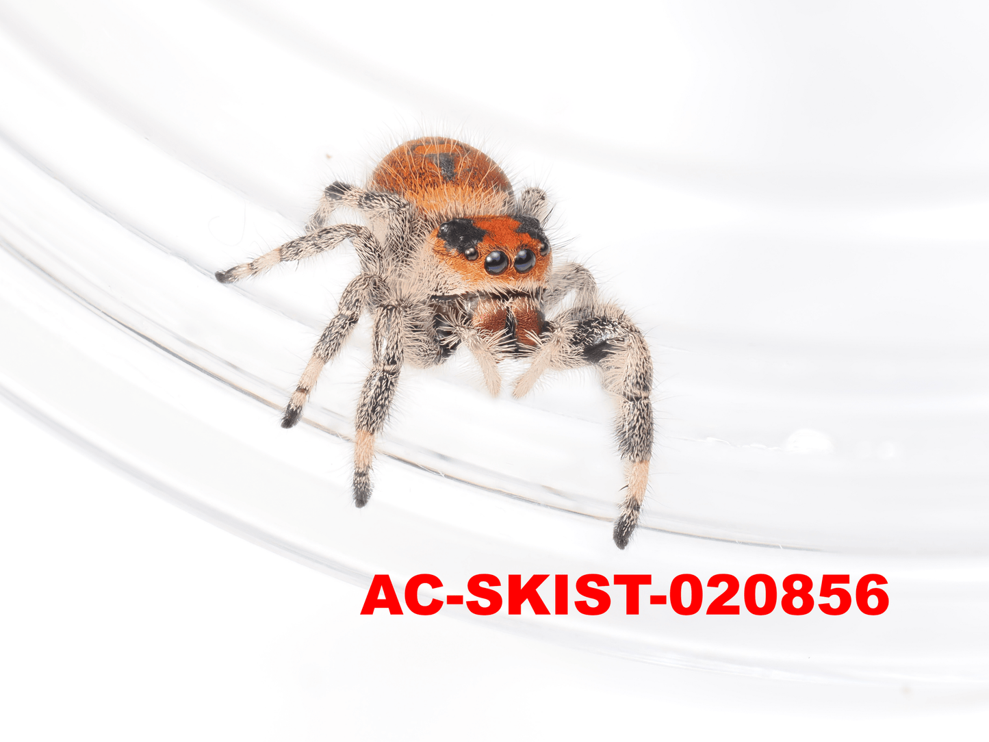 Royal (Phidippus regius) AC - SKIST - 020856 - Arthropods Canada