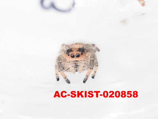 Royal (Phidippus regius) AC - SKIST - 020858 - Arthropods Canada