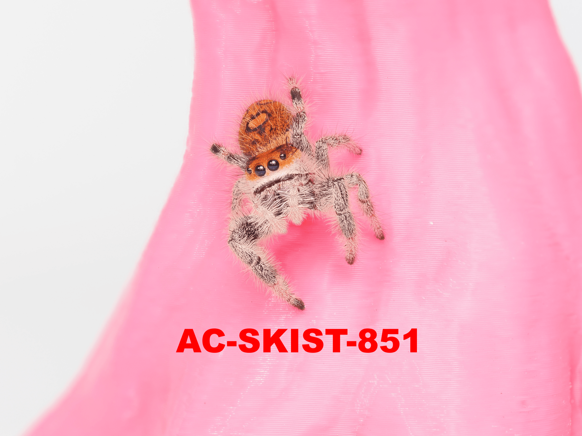 Royal (Phidippus regius) AC - SKIST - 851 - Arthropods Canada