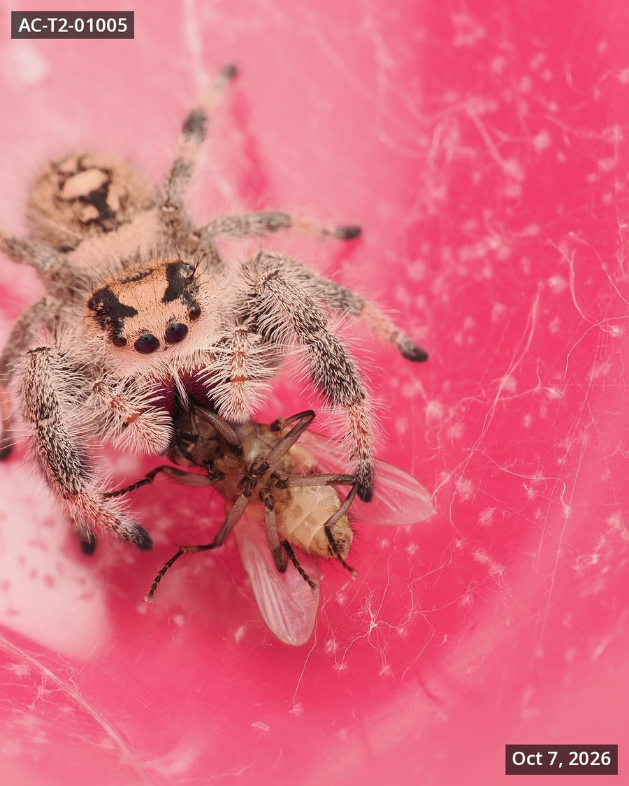 Royal (Phidippus regius) AC-T2-01005 - Arthropods Canada