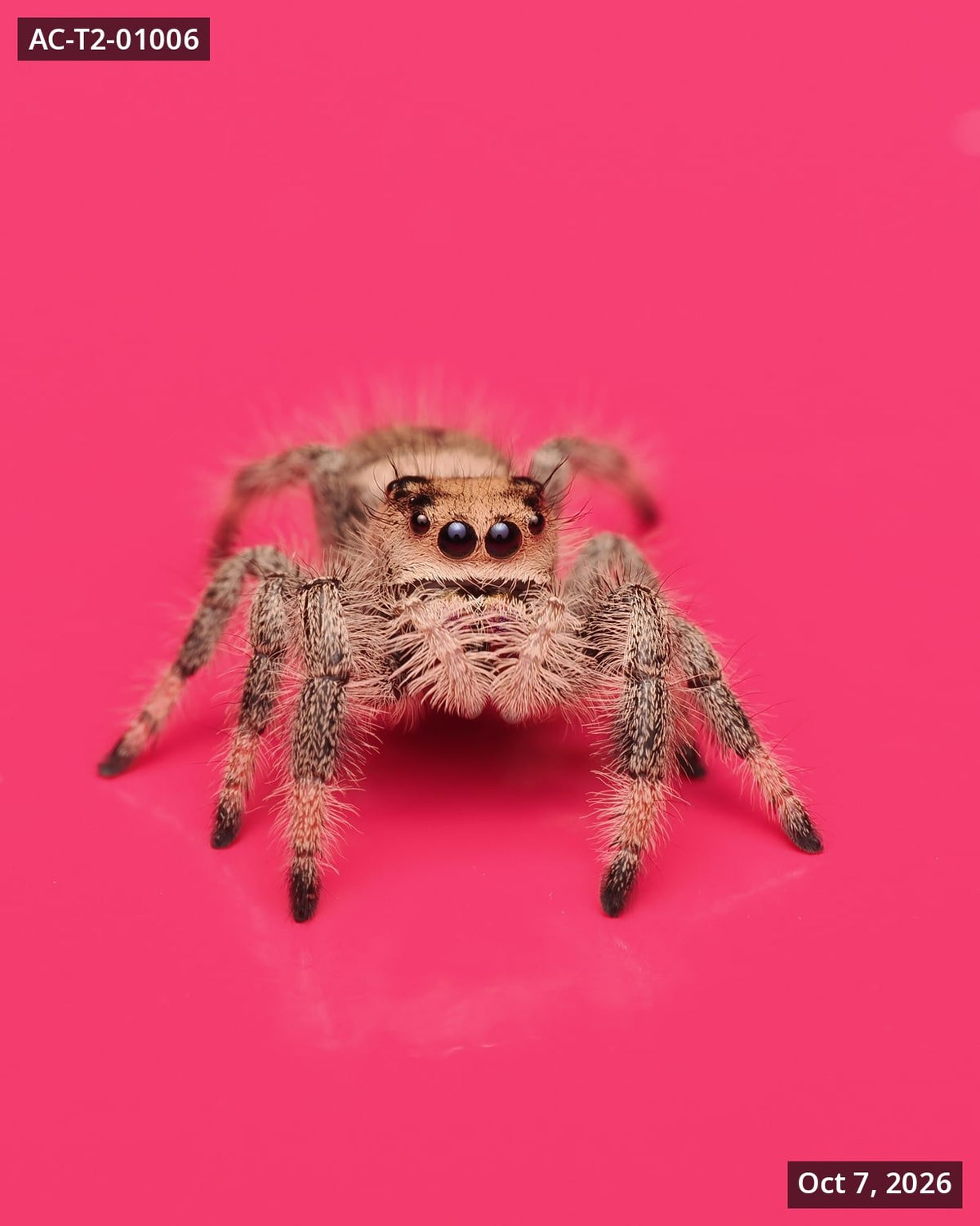 Royal (Phidippus regius) AC-T2-01006 - Arthropods Canada