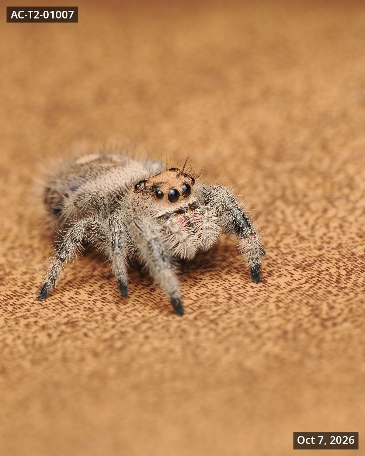 Royal (Phidippus regius) AC-T2-01007 - Arthropods Canada