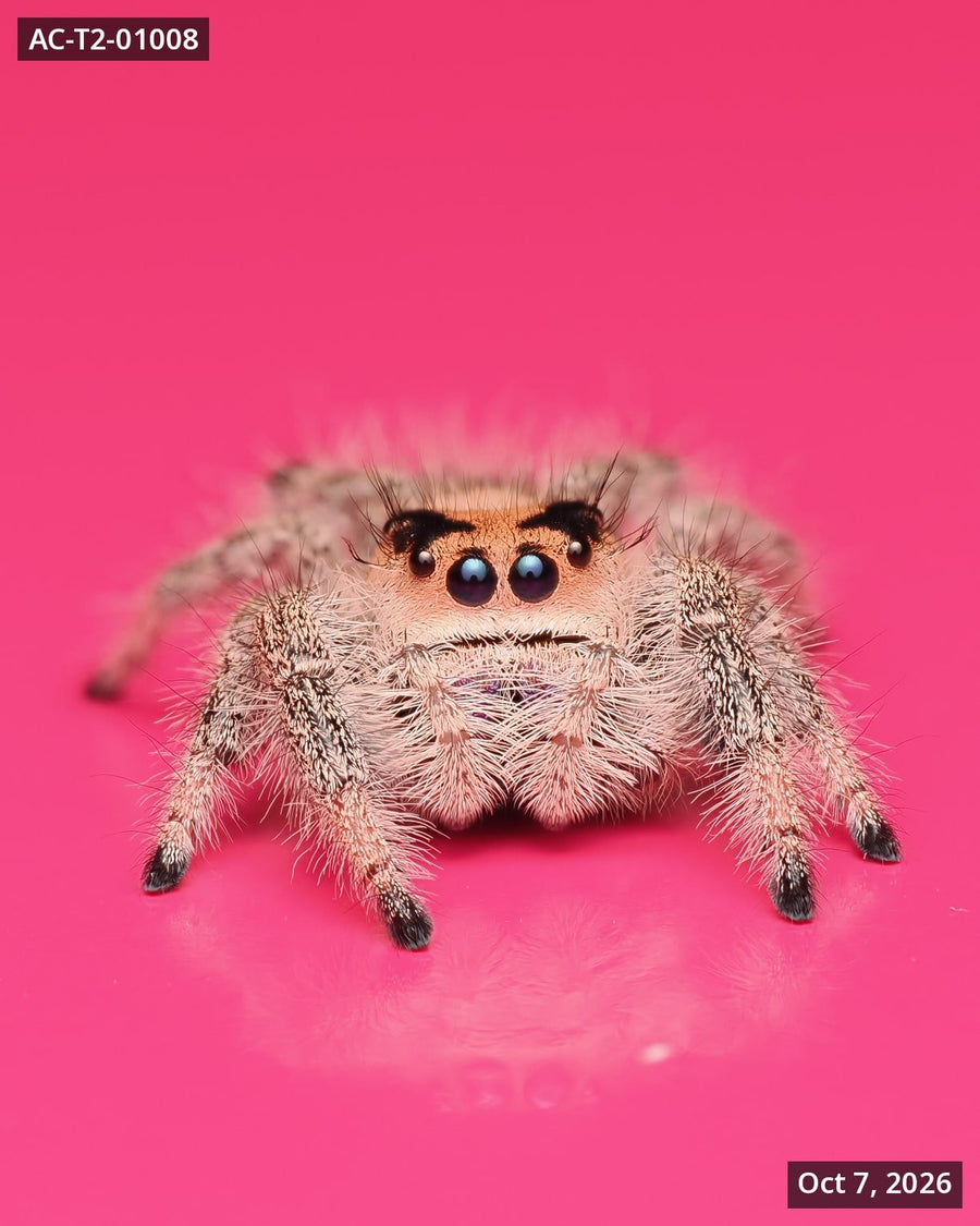Royal (Phidippus regius) AC-T2-01008 - Arthropods Canada