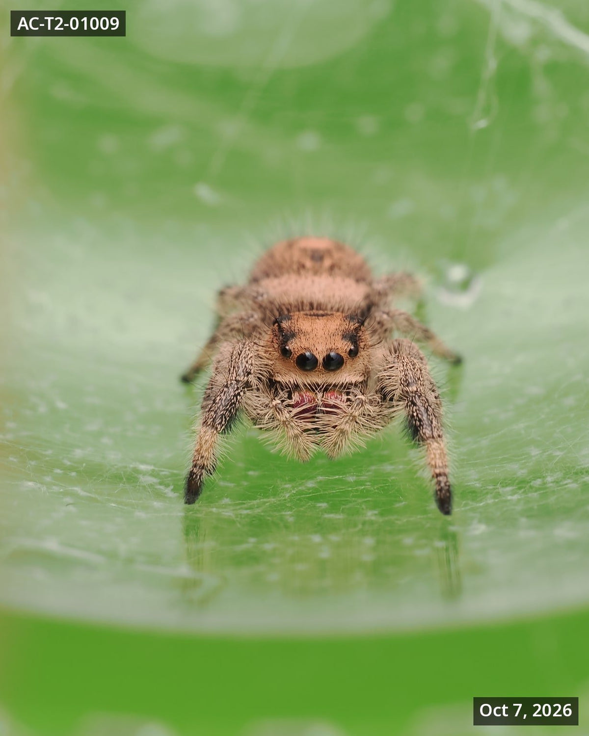 Royal (Phidippus regius) AC-T2-01009 - Arthropods Canada