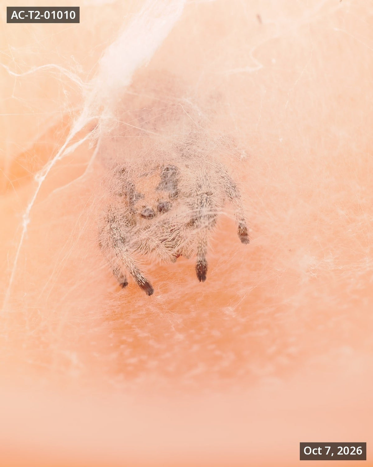 Royal (Phidippus regius) AC-T2-01010 - Arthropods Canada