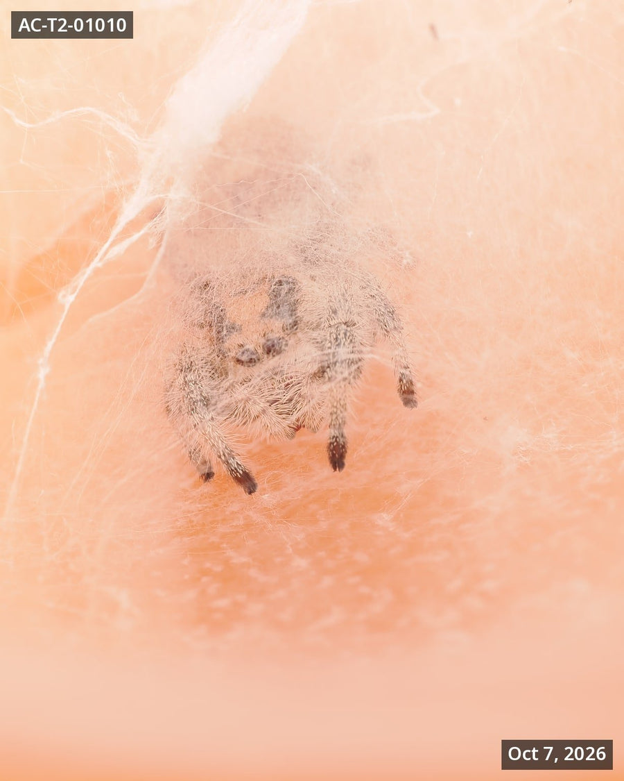 Royal (Phidippus regius) AC-T2-01010 - Arthropods Canada