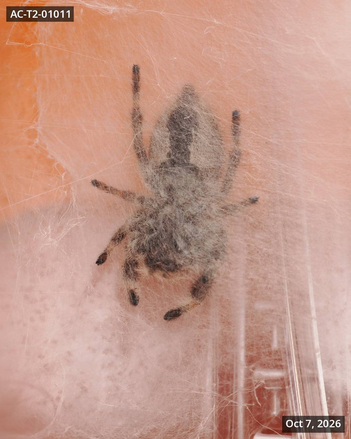 Royal (Phidippus regius) AC-T2-01011 - Arthropods Canada