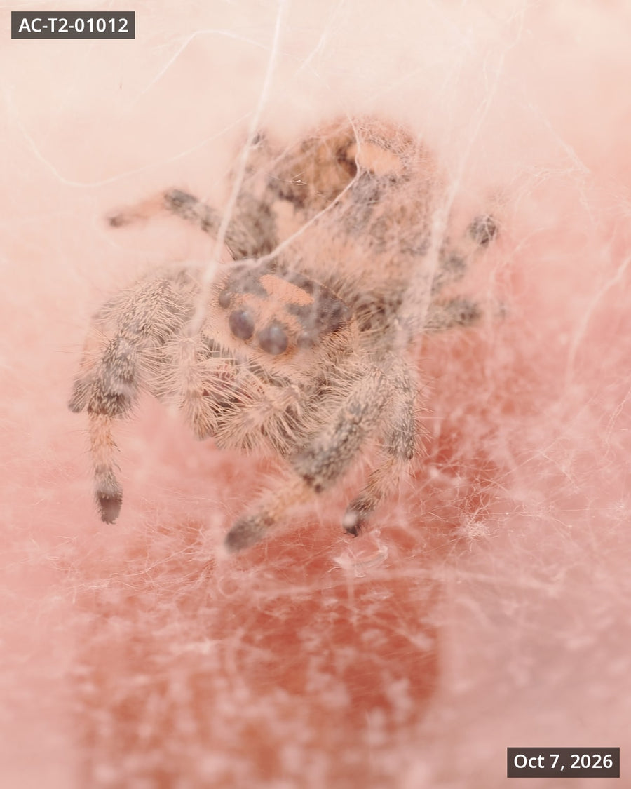 Royal (Phidippus regius) AC-T2-01012 - Arthropods Canada