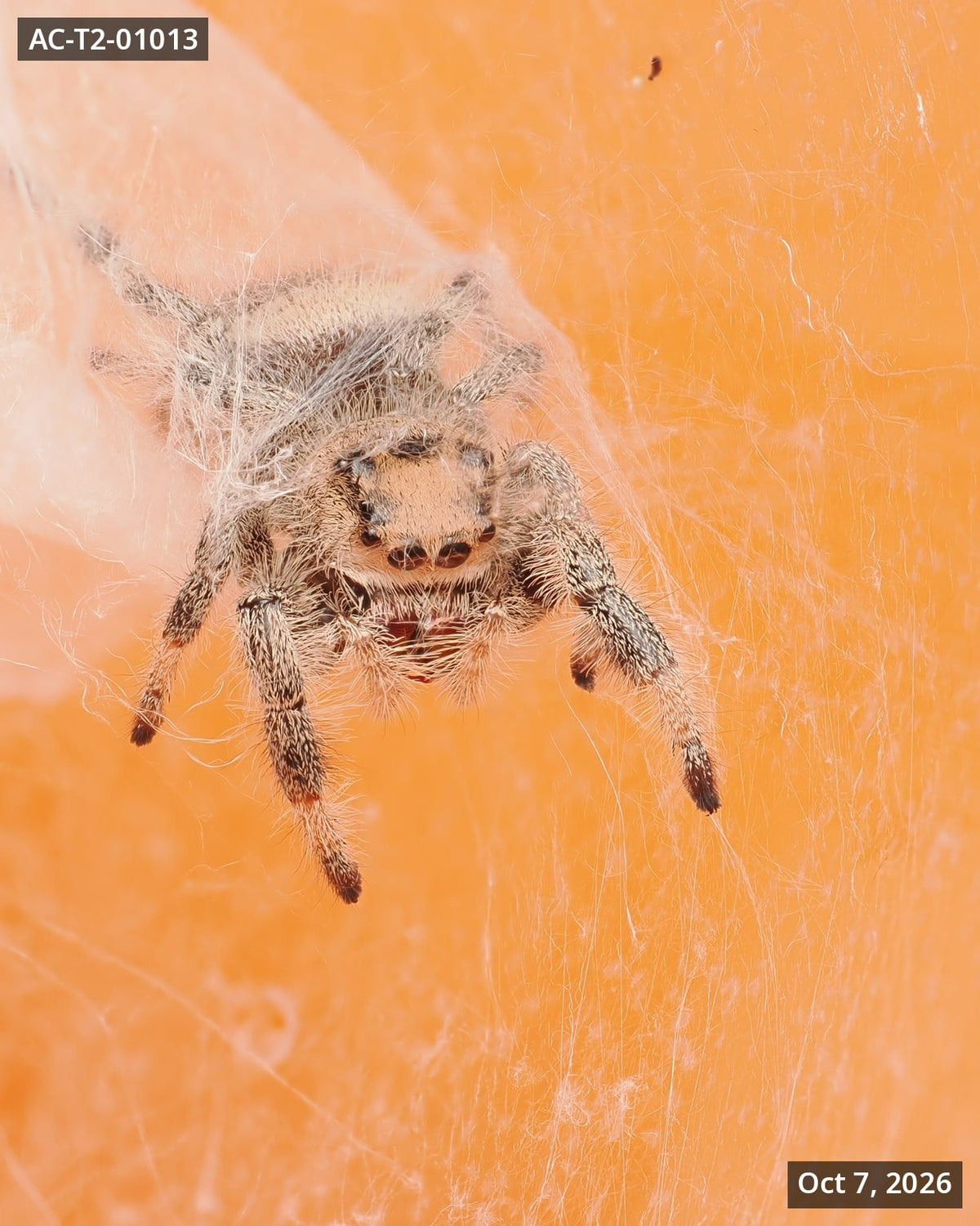 Royal (Phidippus regius) AC-T2-01013 - Arthropods Canada