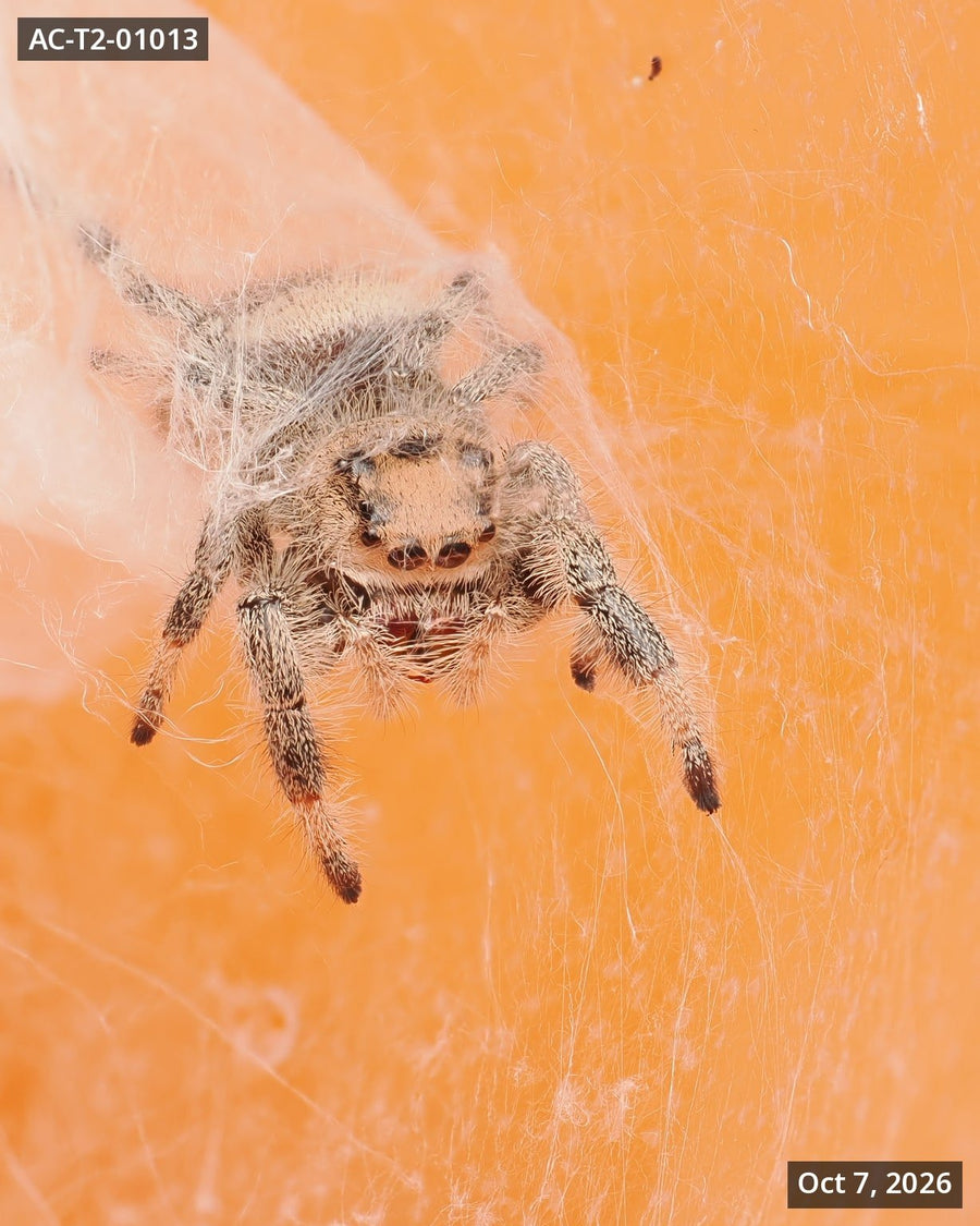 Royal (Phidippus regius) AC-T2-01013 - Arthropods Canada
