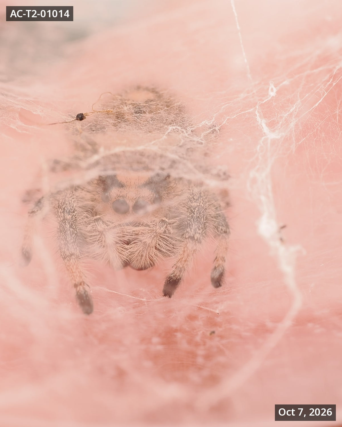 Royal (Phidippus regius) AC-T2-01014 - Arthropods Canada