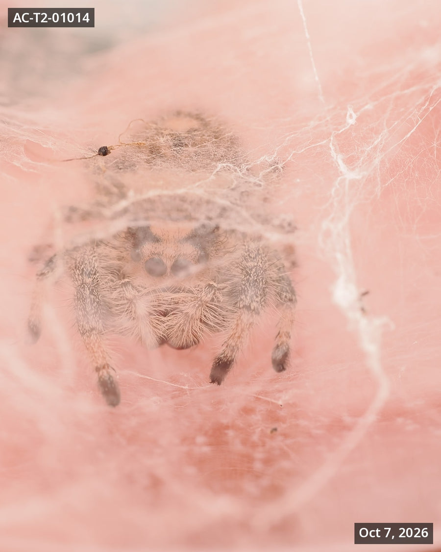 Royal (Phidippus regius) AC-T2-01014 - Arthropods Canada
