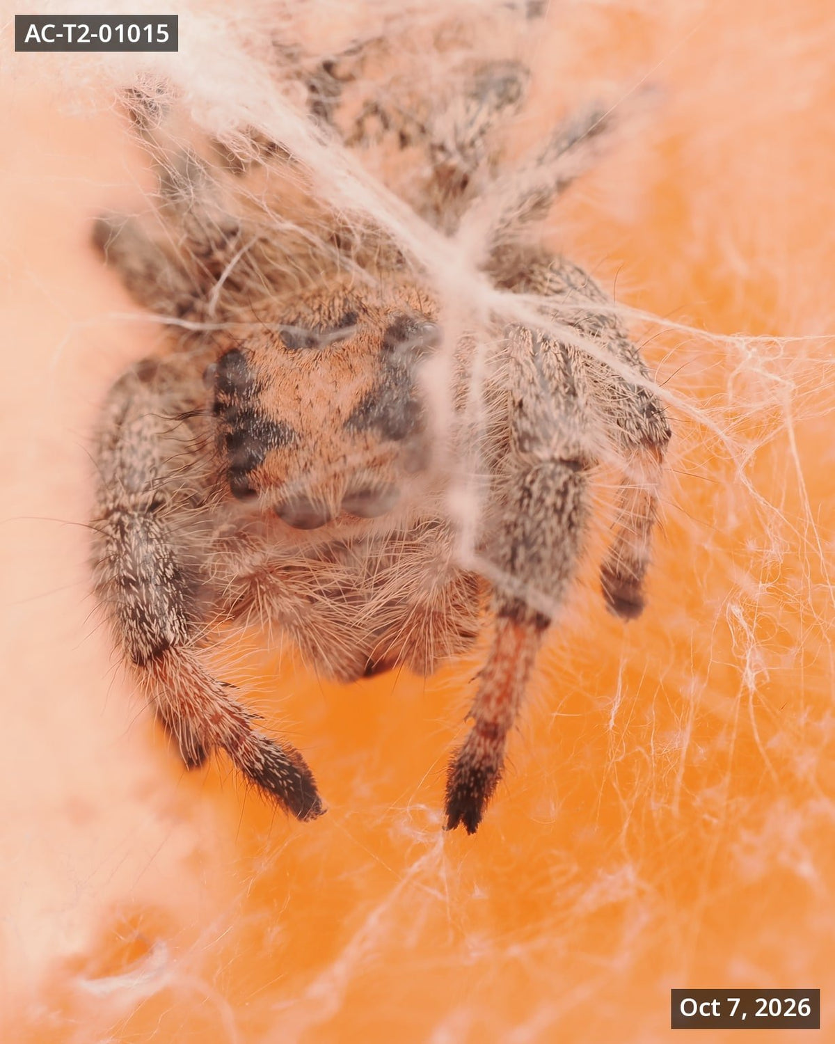 Royal (Phidippus regius) AC-T2-01015 - Arthropods Canada
