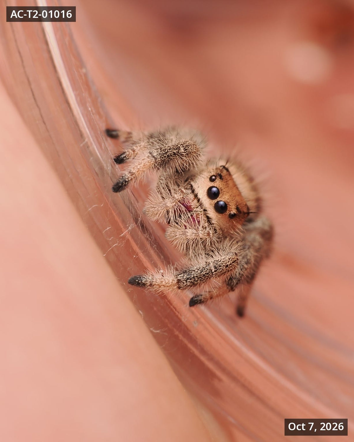 Royal (Phidippus regius) AC-T2-01016 - Arthropods Canada