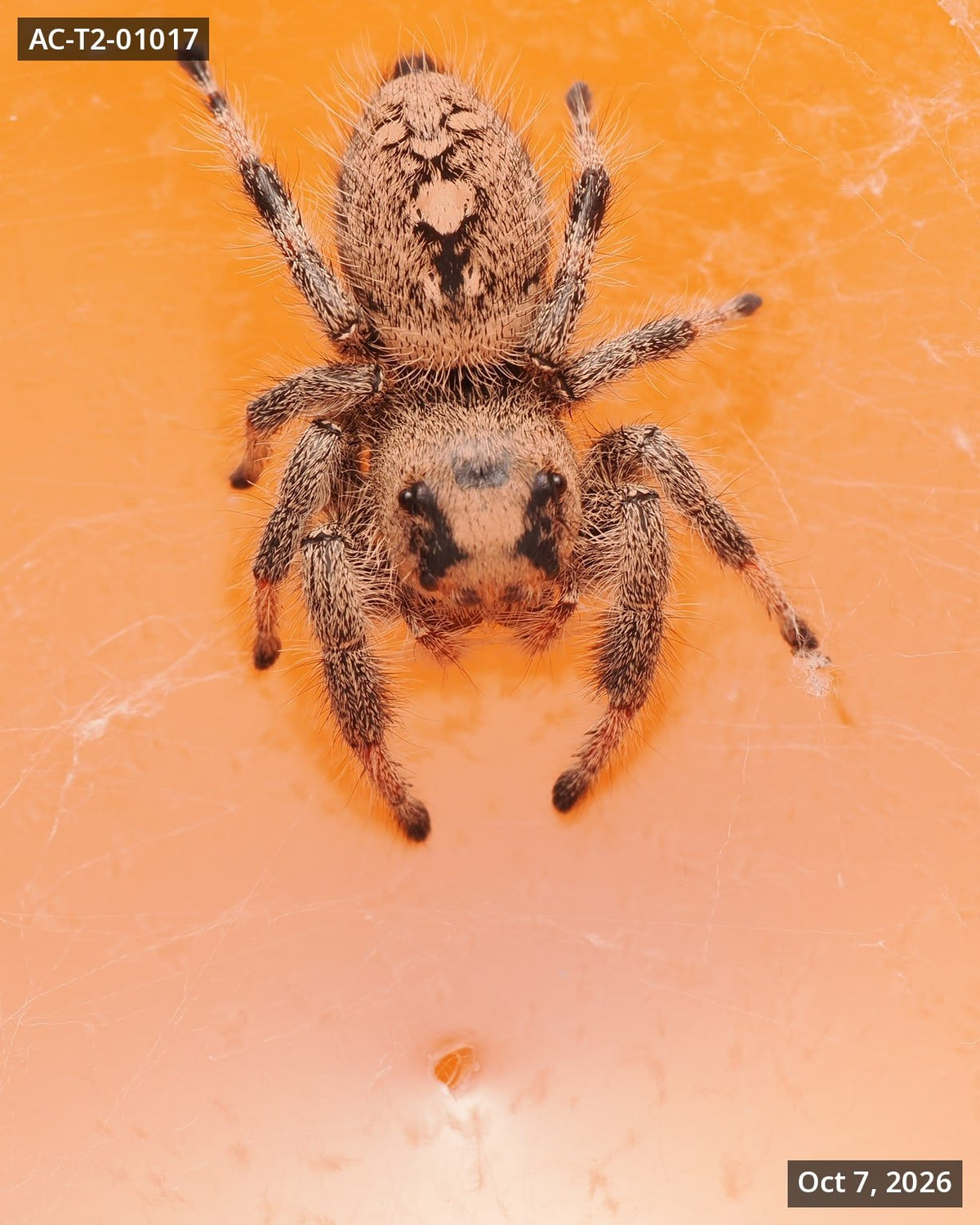 Royal (Phidippus regius) AC-T2-01017 - Arthropods Canada
