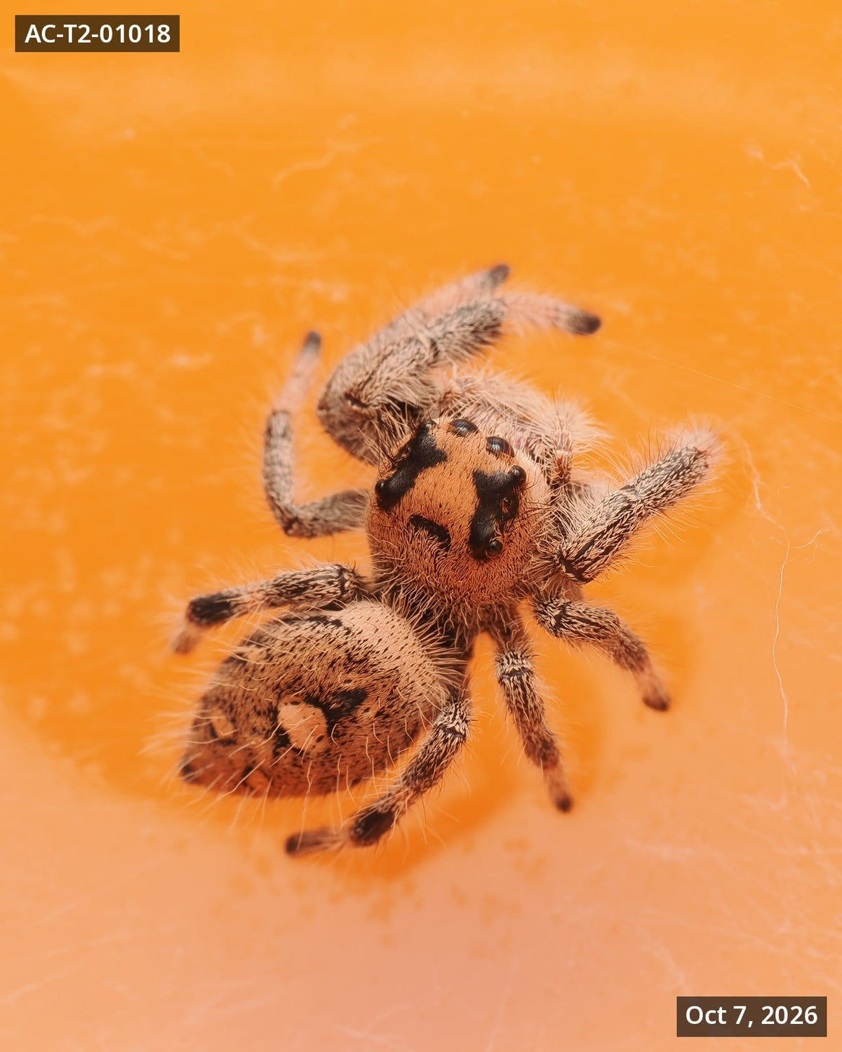 Royal (Phidippus regius) AC-T2-01018 - Arthropods Canada