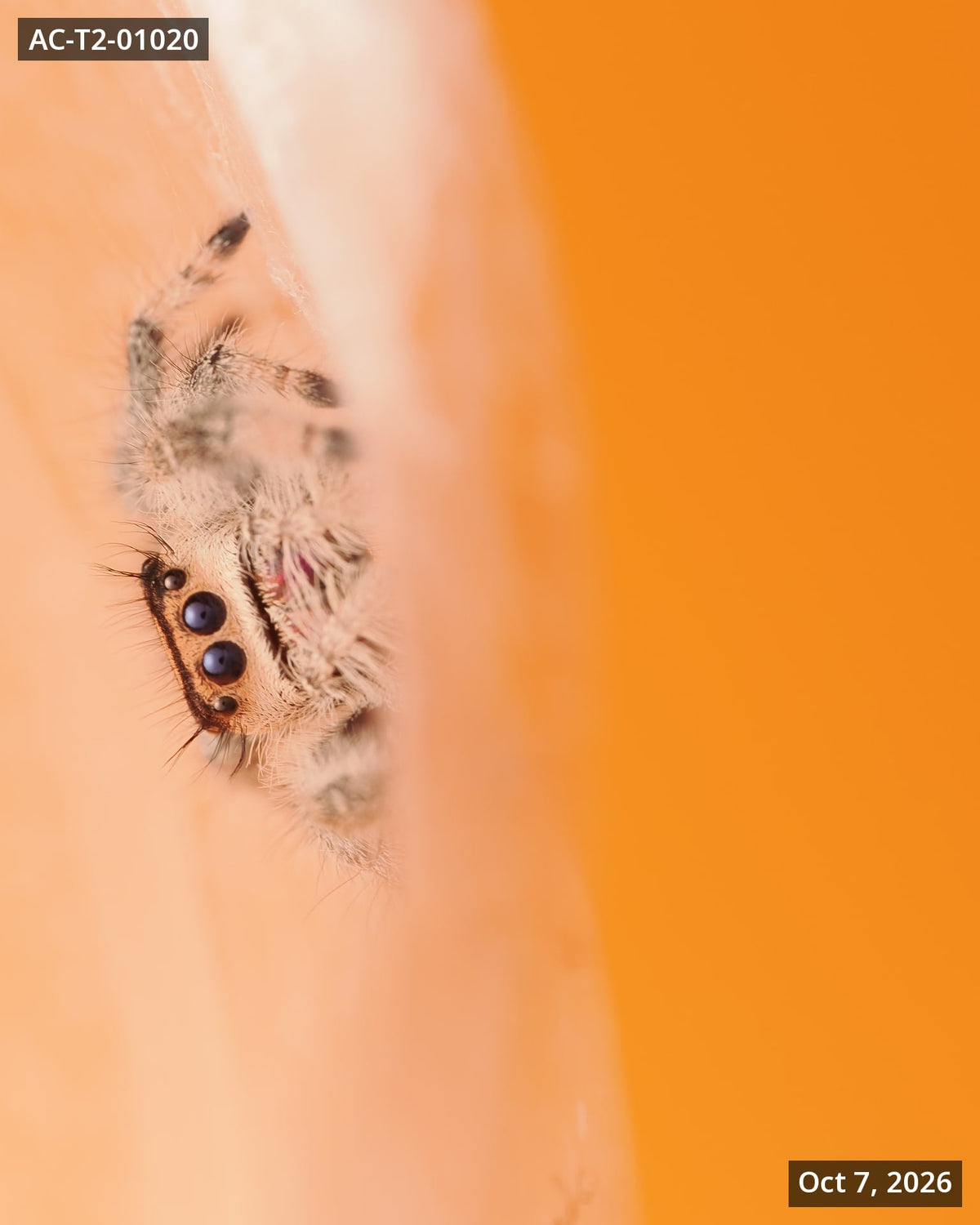 Royal (Phidippus regius) AC-T2-01020 - Arthropods Canada