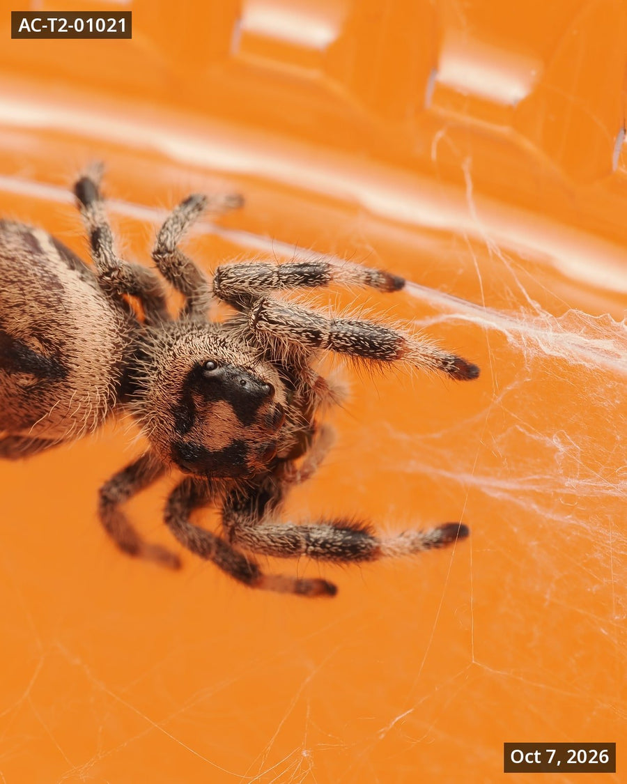 Royal (Phidippus regius) AC-T2-01021 - Arthropods Canada