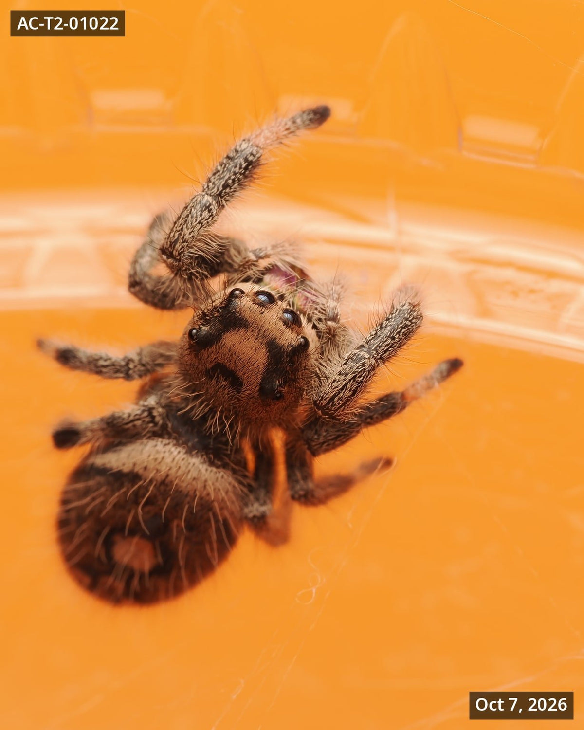 Royal (Phidippus regius) AC-T2-01022 - Arthropods Canada
