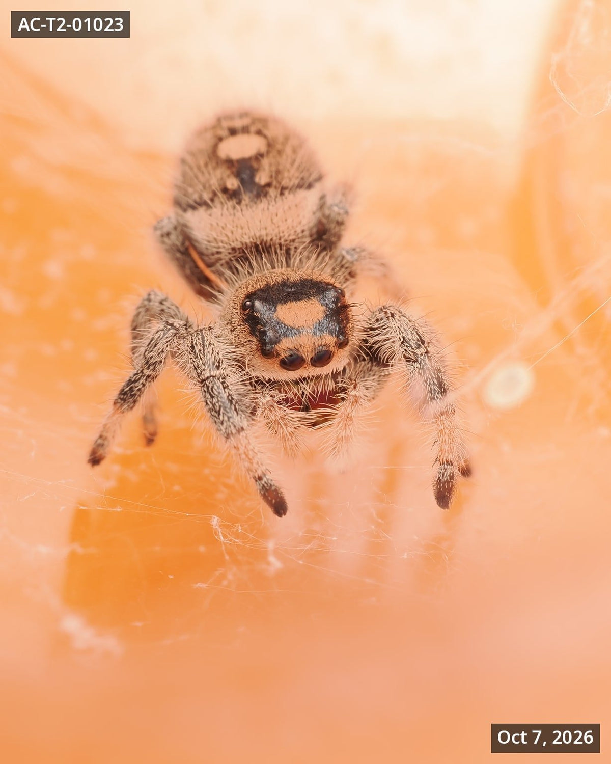 Royal (Phidippus regius) AC-T2-01023 - Arthropods Canada