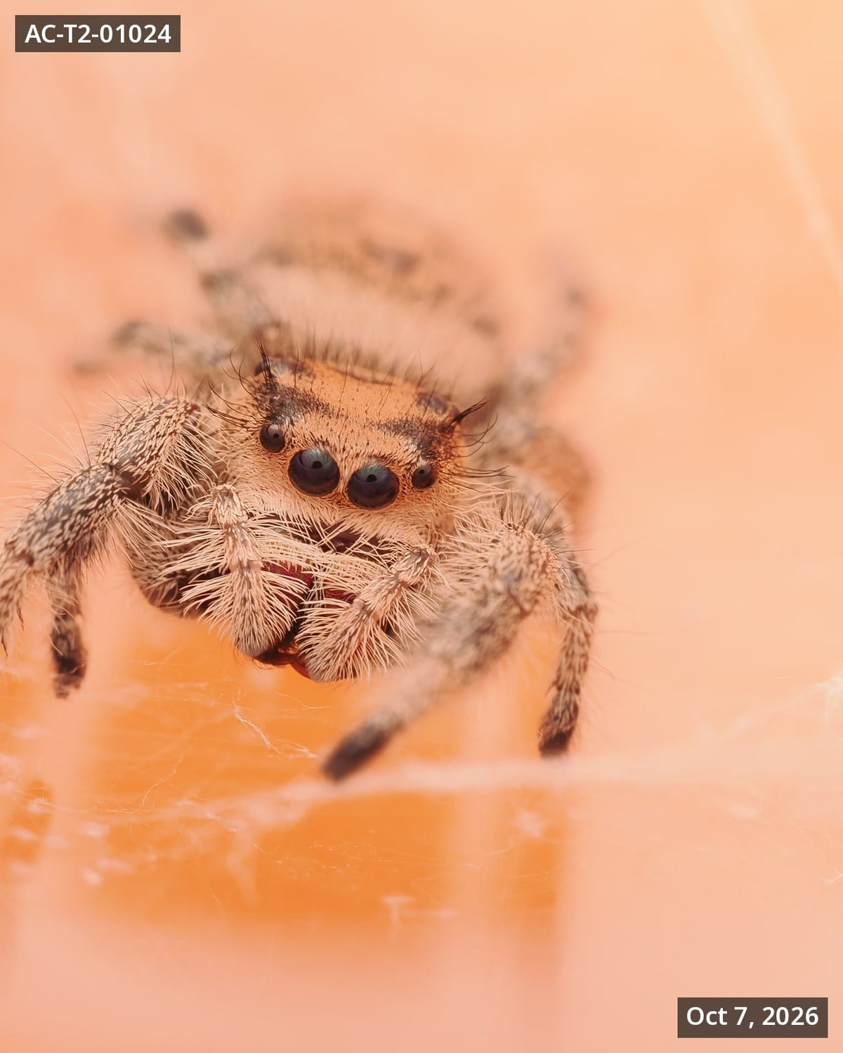 Royal (Phidippus regius) AC-T2-01024 - Arthropods Canada