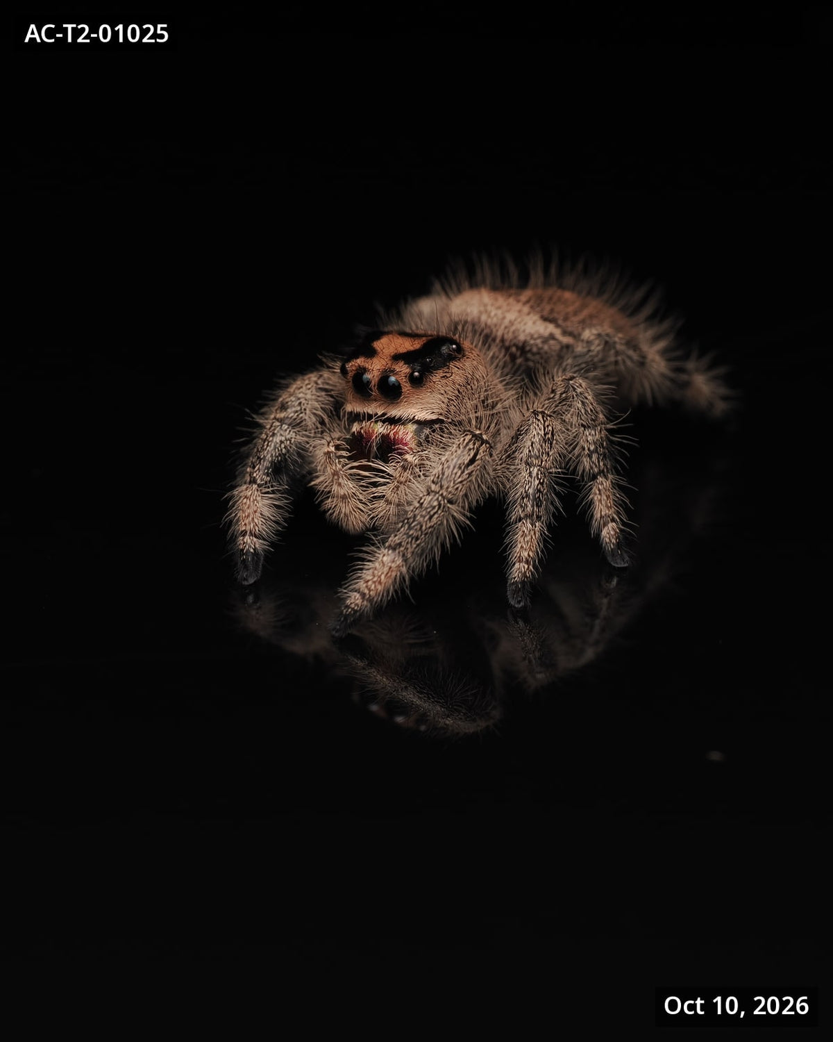 Royal (Phidippus regius) AC-T2-01025 - Arthropods Canada