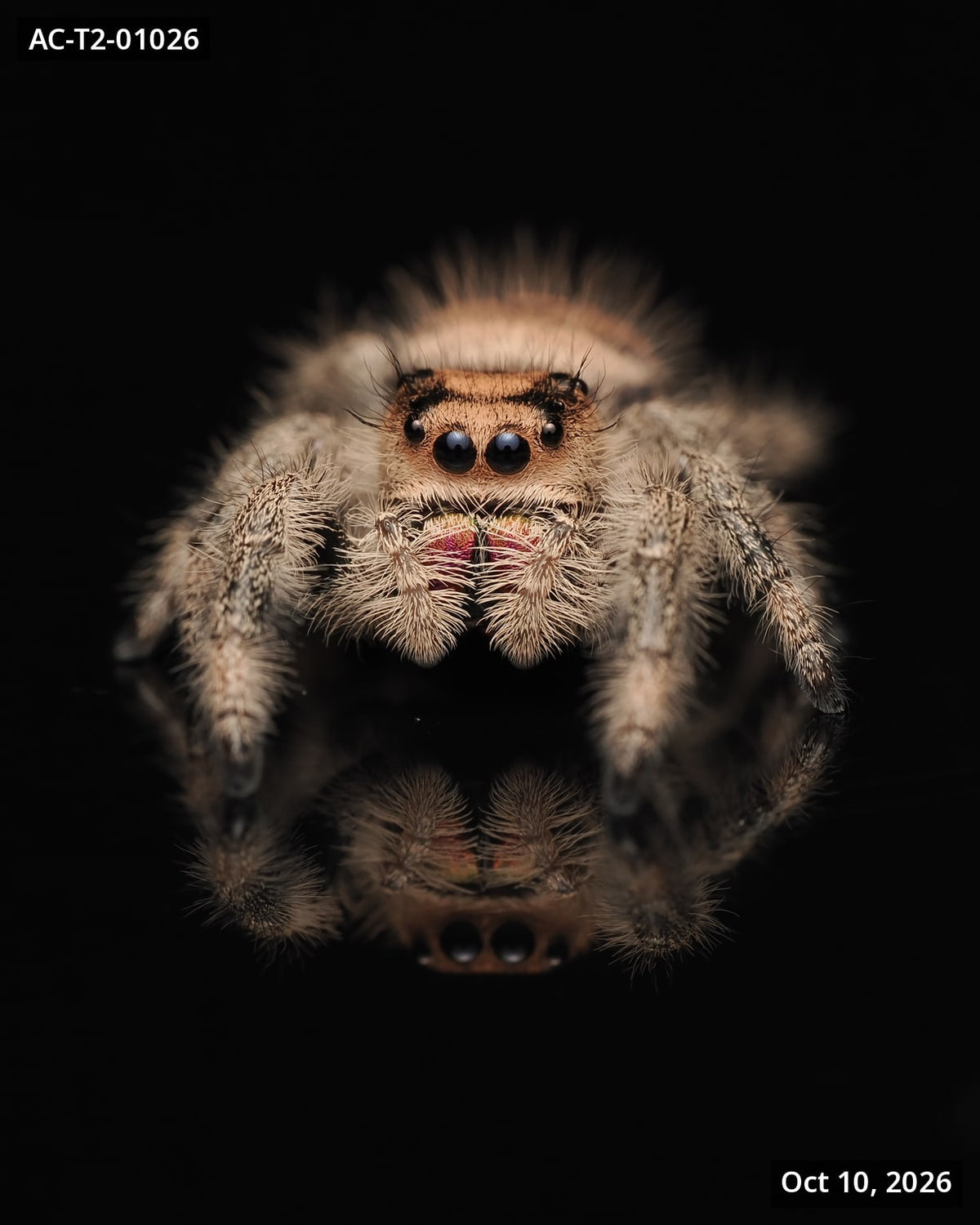 Royal (Phidippus regius) AC-T2-01026 - Arthropods Canada
