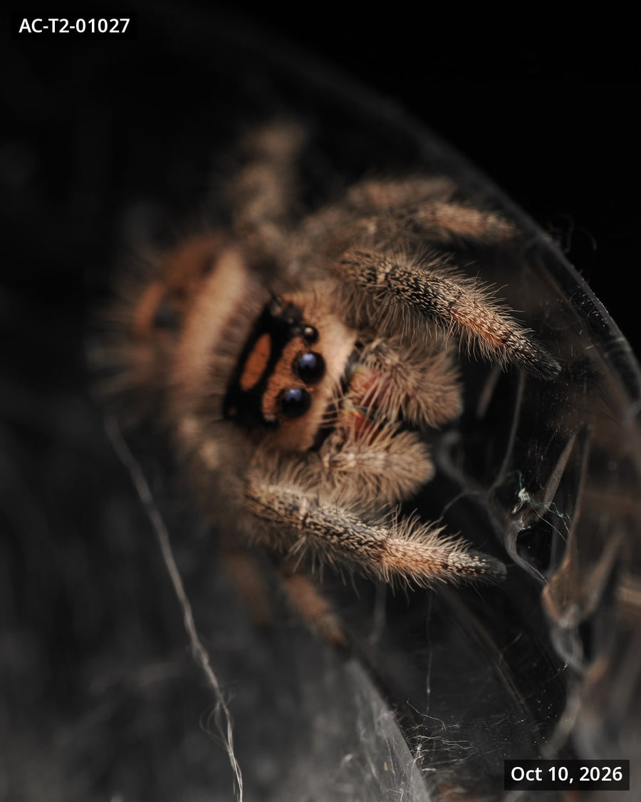 Royal (Phidippus regius) AC-T2-01027 - Arthropods Canada