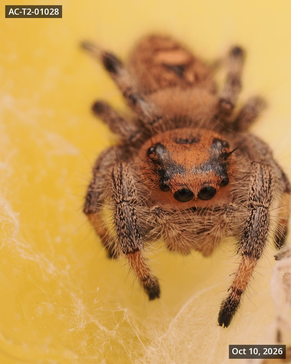 Royal (Phidippus regius) AC-T2-01028 - Arthropods Canada