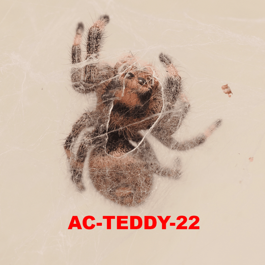 Royal (Phidippus regius) AC-TEDDY-22 - Arthropods Canada