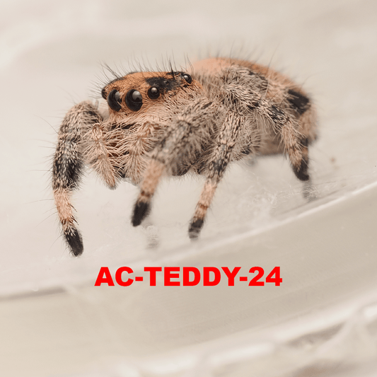 Royal (Phidippus regius) AC-TEDDY-24 - Arthropods Canada