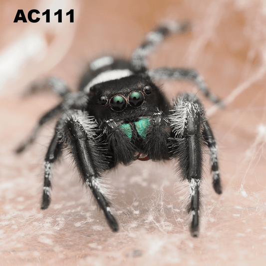 Royal (Phidippus regius) AC111 - Arthropods Canada
