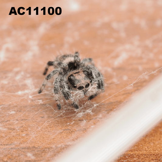 Royal (Phidippus regius) AC11100 - Arthropods Canada