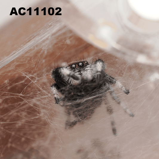 Royal (Phidippus regius) AC11102 - Arthropods Canada